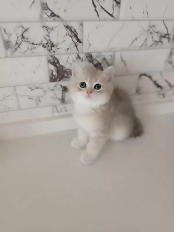 British Shorthair Yavrular Blue Golden