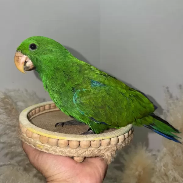 Eclectus Papağani Yavru