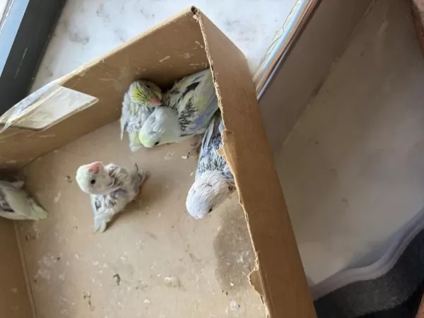Yeni Yeme Düşmüş 5 Adet Forpus Turkuaz Bebekler