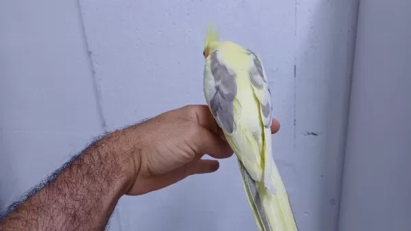 Yavru Sultan Papağanı Ele Alışık
