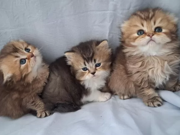 Çikolata Golden British Longhair Yavrularımız