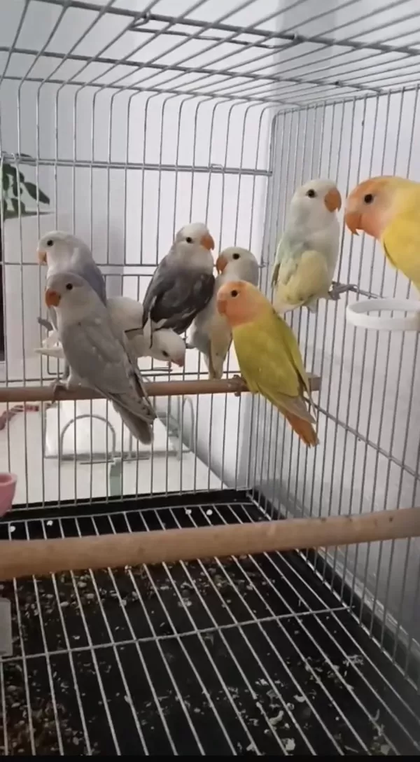 Hepsi Yavru Papağanlar Ele Alışık Kaçirilmayacak Firsat