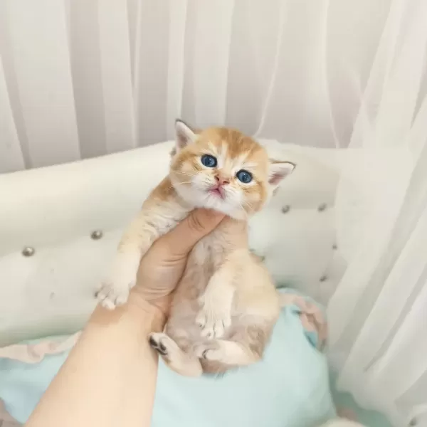 British Shorthair Yavrular Blue Golden