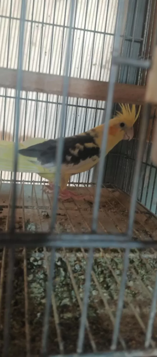 Hazır Tecrübeli Eş Sultan Papağanı