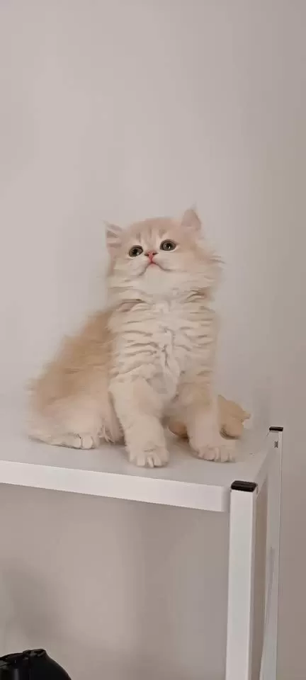 Özel Renk Chocolate Golden British Longhair