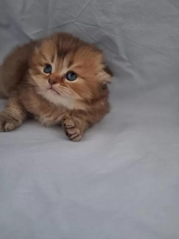Çikolata Golden British Longhair Yavrularımız