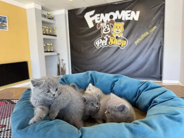 Top Kafa Scottish Fold Yavrulari Fenomen Pet Shop