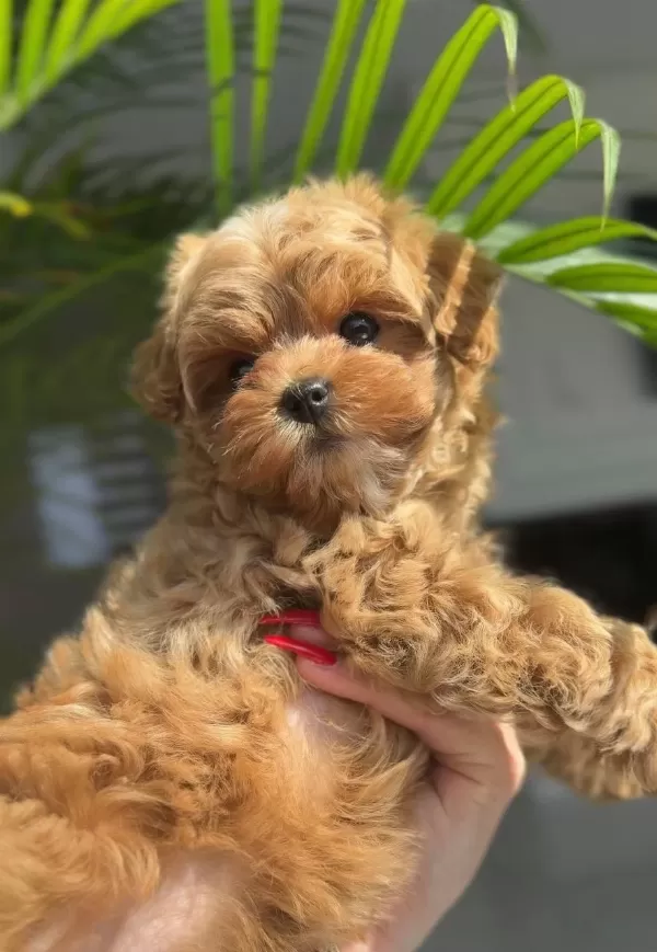 Kore Maltipoo 0 Boy Bebeklerimiz