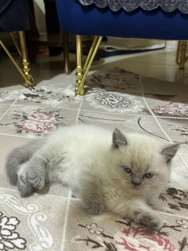 British Shorthair Gri Ve Beyaz Yavru (dişi)