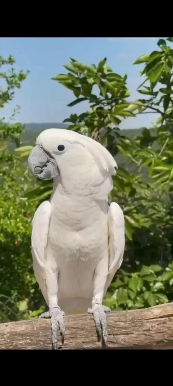 Full Evcil Tam Bir Çocuk Aile Dostu Kakadu