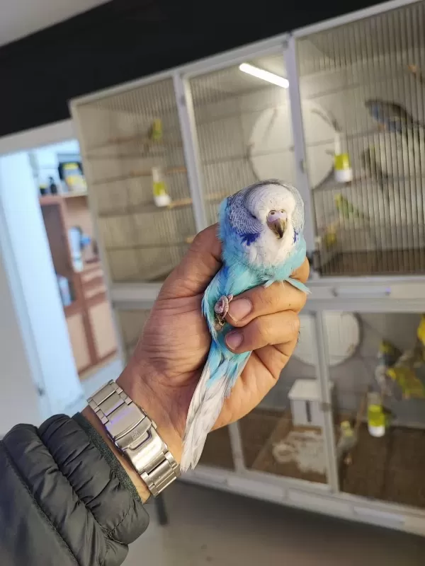 Show Jumbo Muhabbet Kuşları