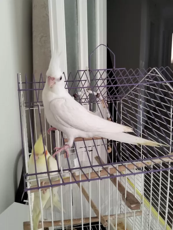 45 Günlük Albino Yavru Sultan Papağanı
