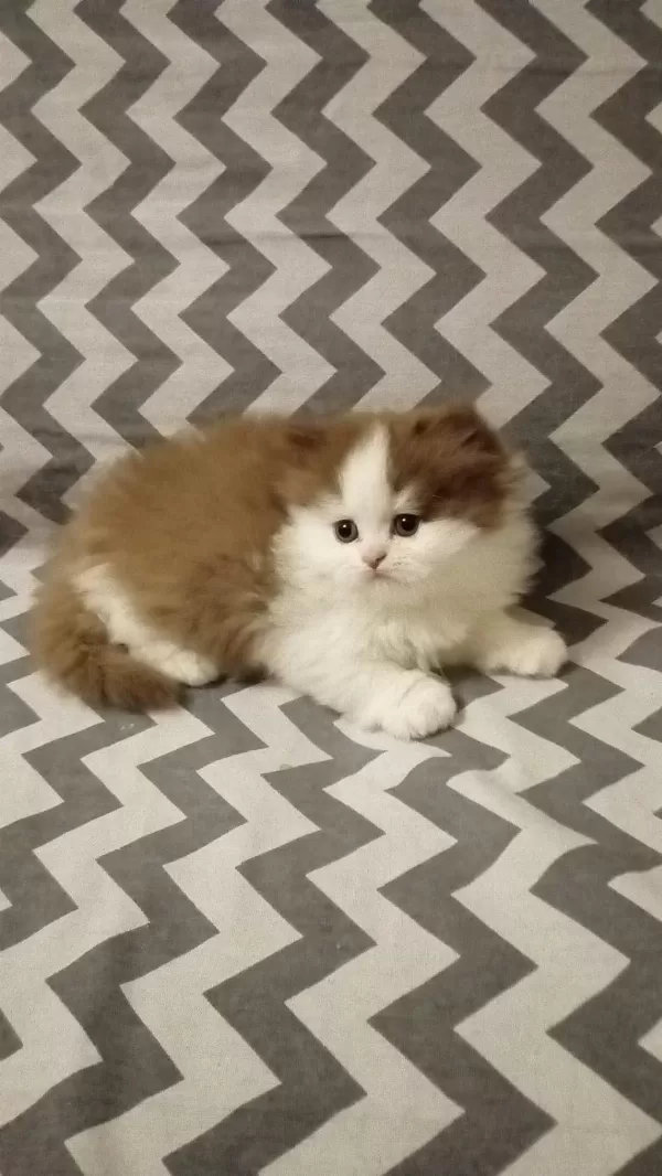 Cinnemon Bi Color British Longhair Yavrularımız