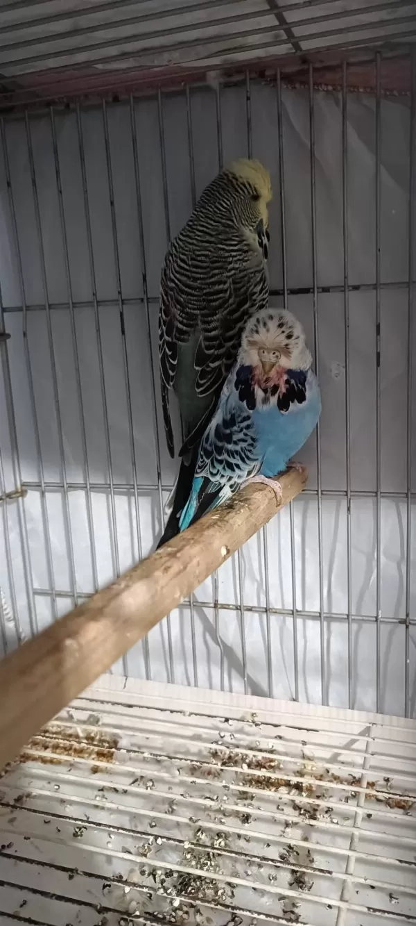 2 Takım Show Jumbo Muhabbet Kuşu