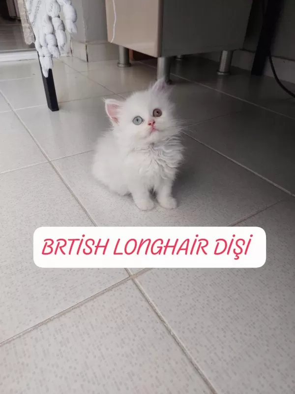 British Longhair Prenses Hazir