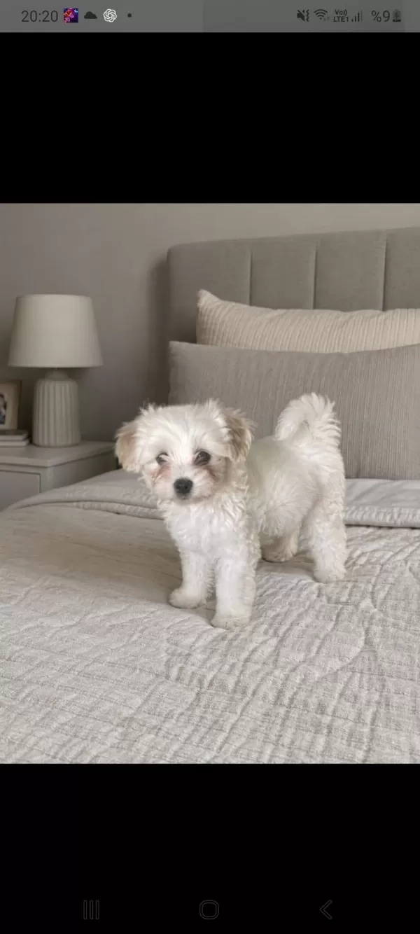 Orijinal Terrier Yavrular İrk Sağlık Garantili