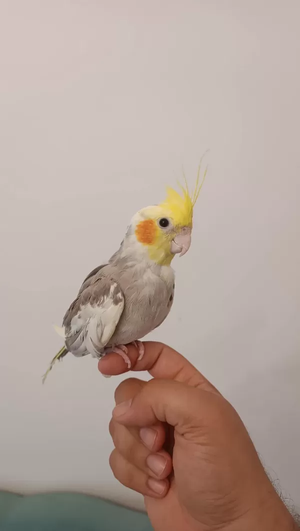 1 Yaşında Erkek Sultan Papağanı