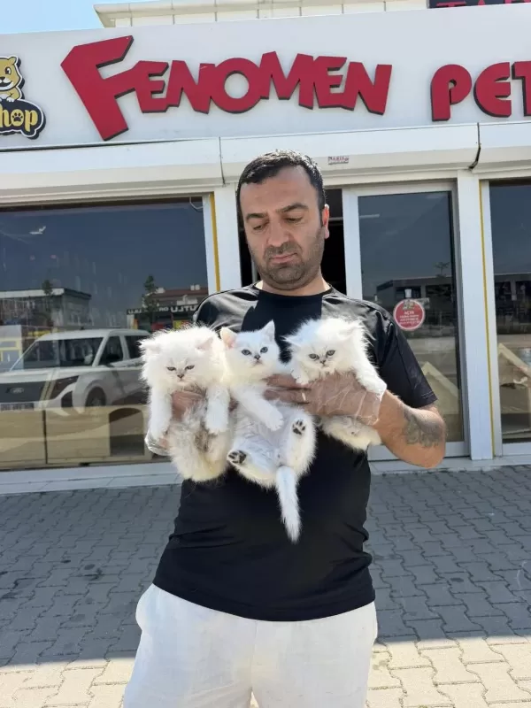 Top Kafa Scottish Fold Yavrulari Fenomen Pet Shop
