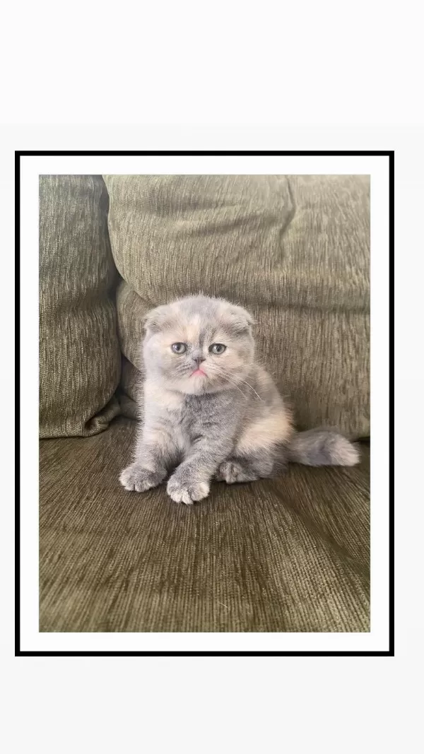 Bebek Surat Scottish Fold Kizimiz İçin Yuva