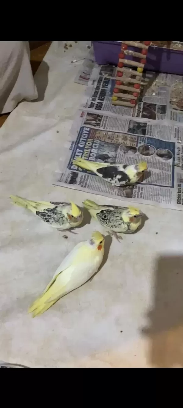Bebek Alışkın Sultan Papağanları