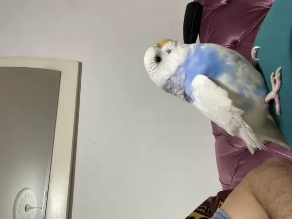 Sağlıklı Muhabbet Kuşlarım