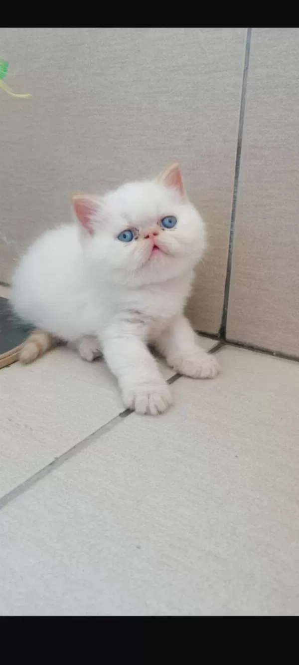 Sağlıklı Exotic Yavrularim