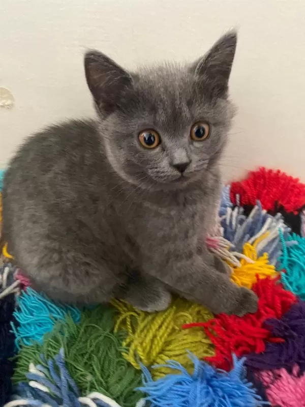 Orjinal British Shorthair Yavrular