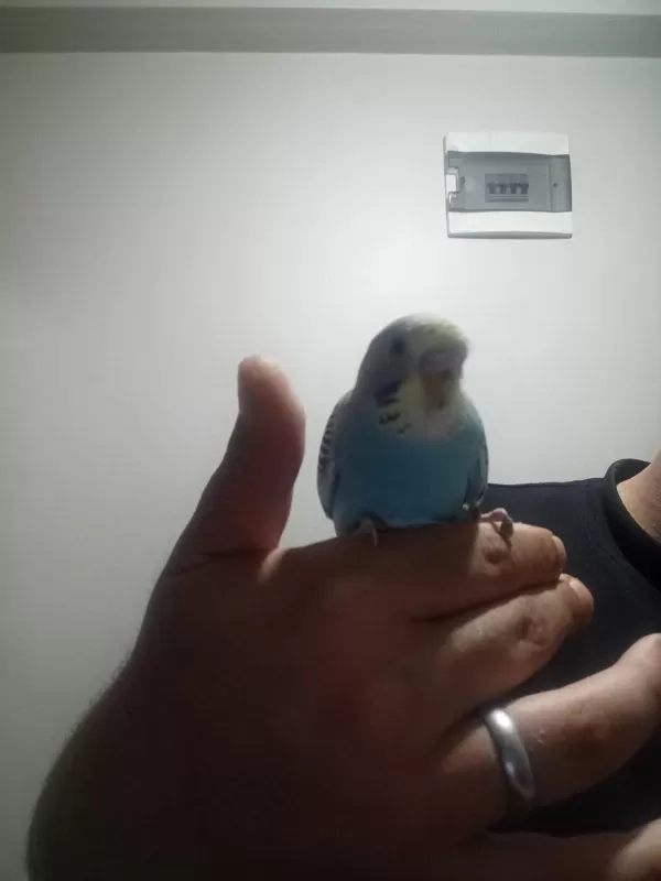 Sağlıklı Yavru Muhabbet Kuşu