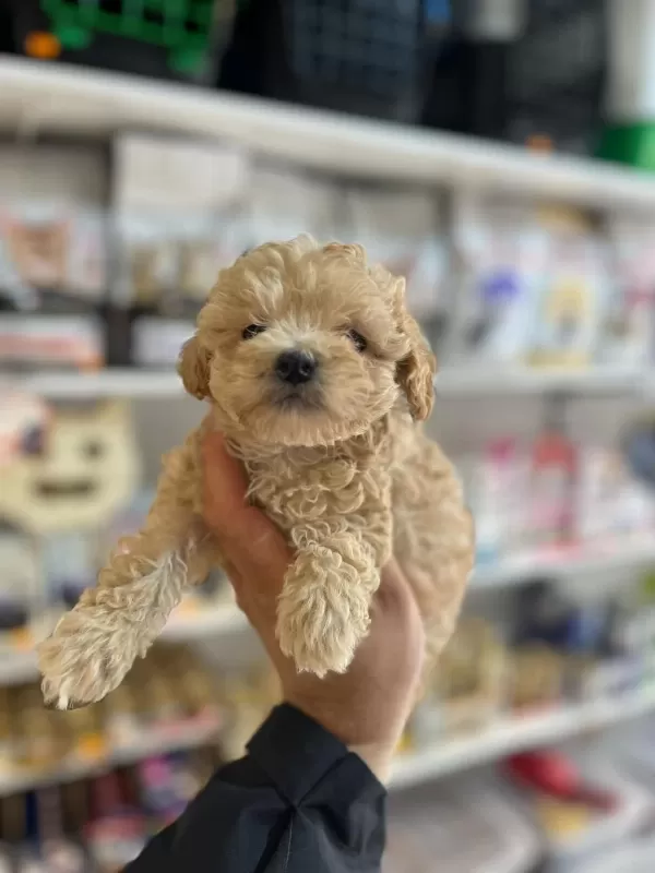 Efsane Güzellikte Hipoalerjenik Teacup Maltipoo