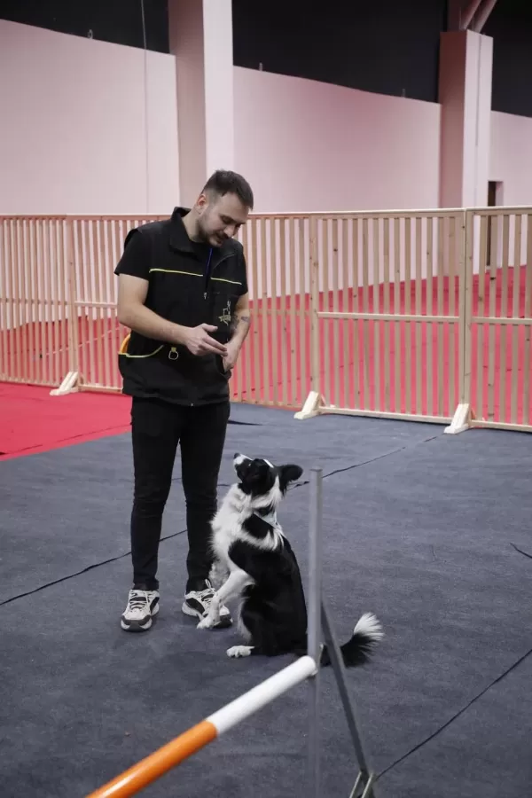 Frizbi Dereceli Anneden Ve Babadan Border Collie Yavrular