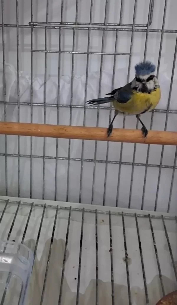 Mavi Baştankara Erkek Kuşumuz