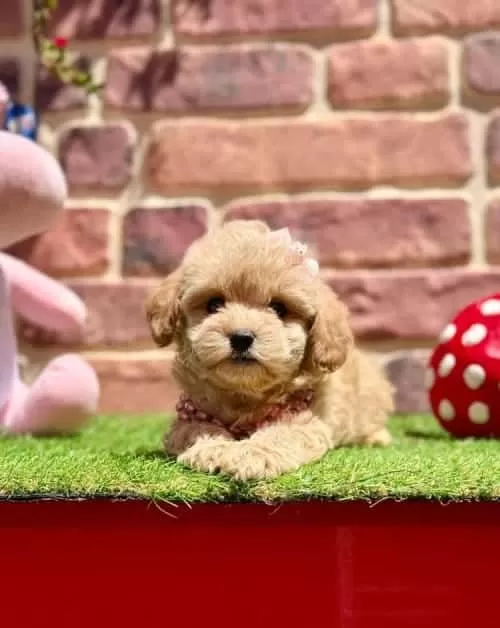 Alerji Dostu Tüy Sorunsuz Küçük Irk Maltipoo