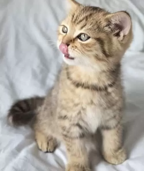 British Shorthair Dişi Ve Erkek Yavrular