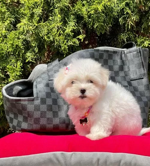 Erkek Maltese Terrier Yavrusuu
