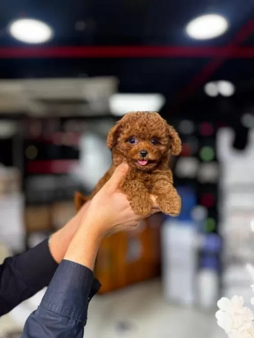 Kore Toy Poodle Anne Altından Yavrular