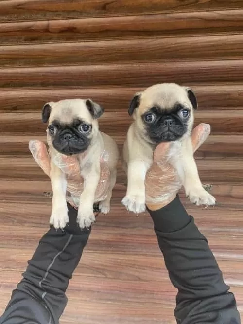 Sevimli Pug Yavruları