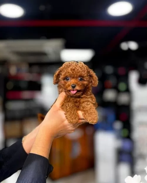 Kore Toy Poodle Anne Altından Yavrular
