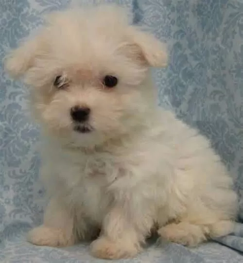 3 Dişi 1 Erkek Yavrularım Maltese Terrier