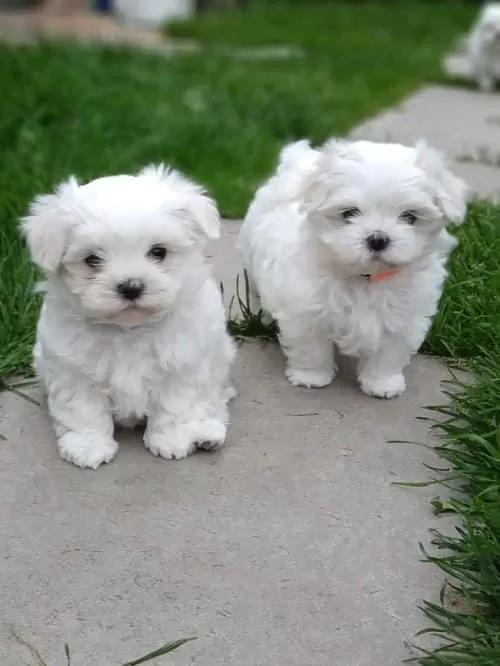 Acil Yuva Araniyo Maltes Terrier