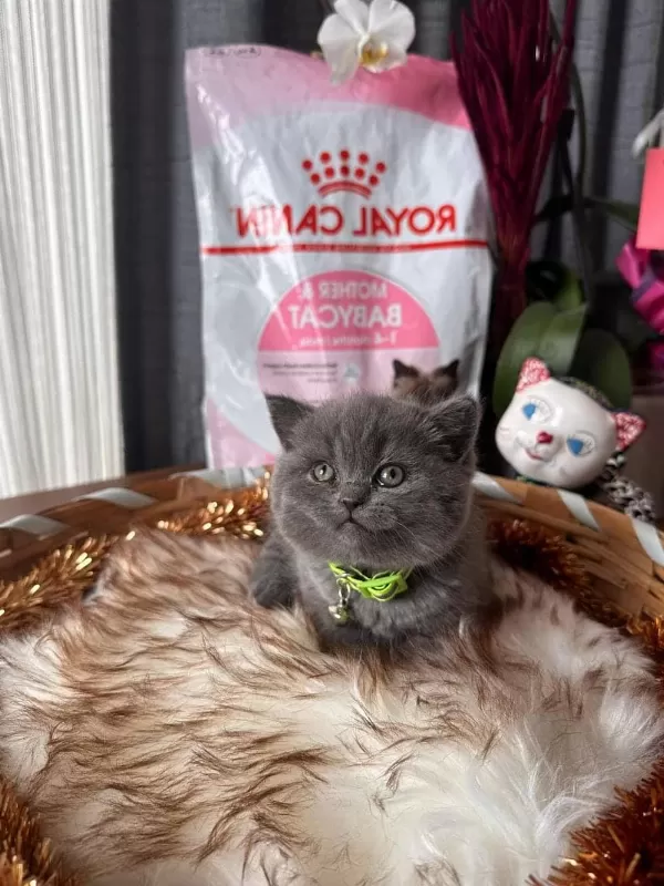Ucretli Sahiplendirme Dünya Tatlısı British Shorthair