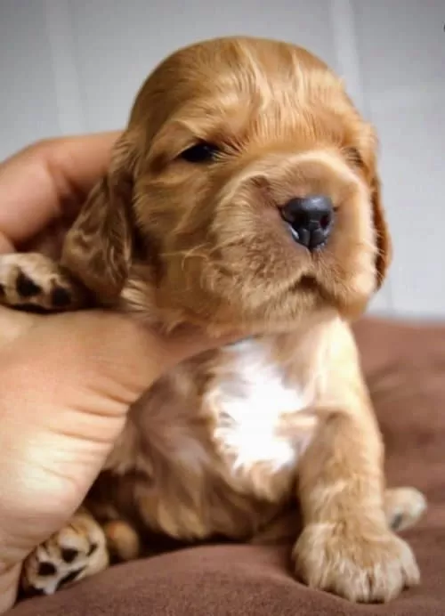 Fluffy İsmi 2 Aylık Erkek Cocker