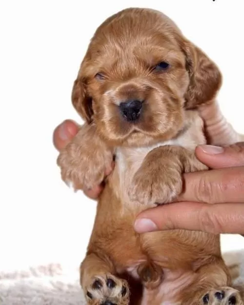 Fluffy İsmi 2 Aylık Erkek Cocker