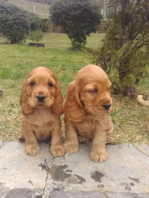 Fluffy İsmi 2 Aylık Erkek Cocker