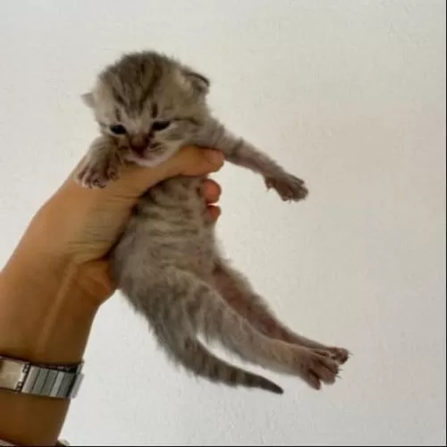 Scottish Fold Sahiplendirme