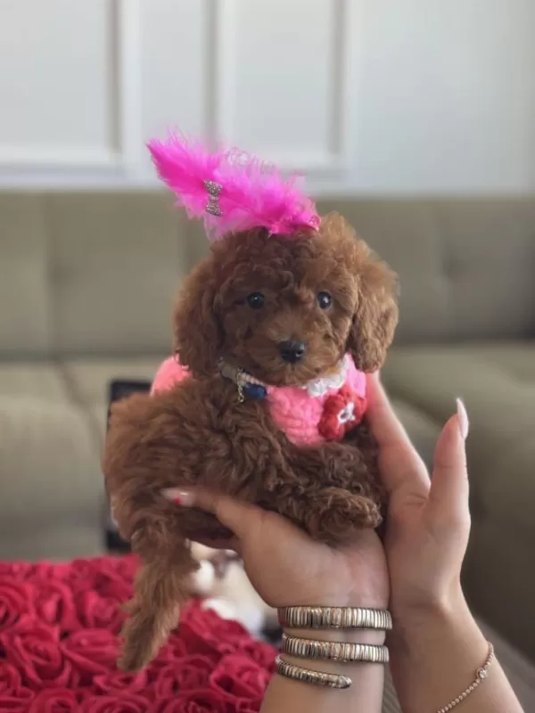 Toy Poodle 3 Aylık Pasaportlu Aşılı  6 Bin
