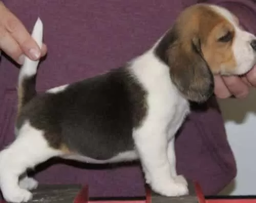 Orjinal Beagle Yavrularımız