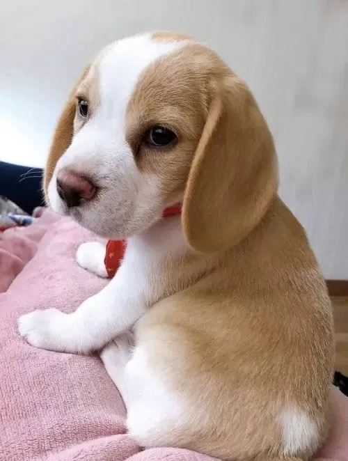 Orjinal Beagle Yavrularımız