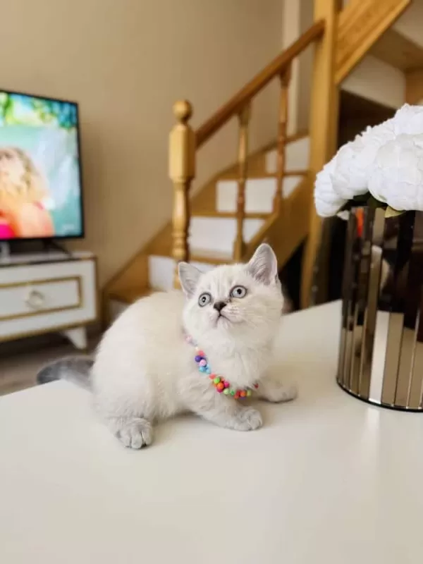 Güzeller Güzeli Ny12 Kızımız British Shorthair