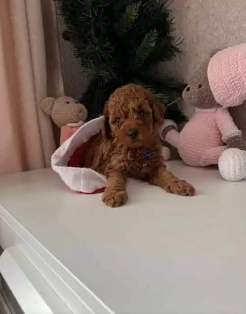 Antialerjik Toy Poodle Kızıl Kahve Yavrular