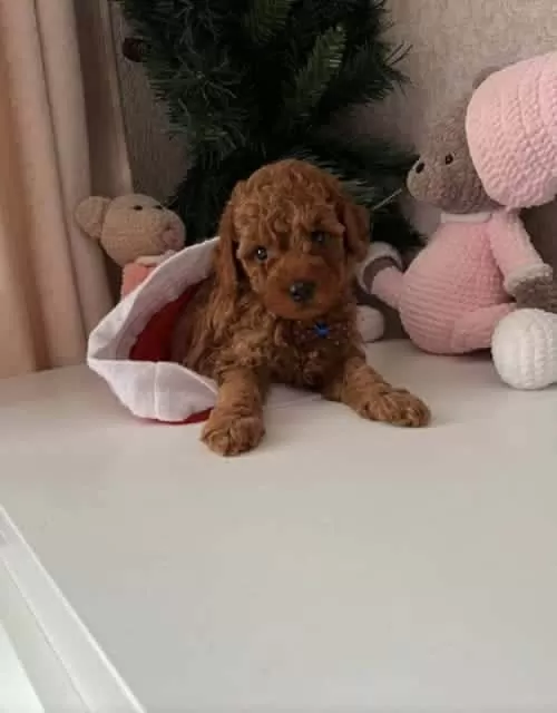 Antialerjik Toy Poodle Kızıl Kahve Yavrular